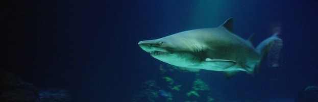 Bull Shark