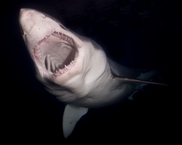 Great White Shark In Guadalupe Mexico