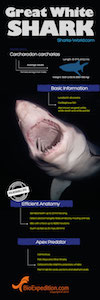 Facts about Great white shark