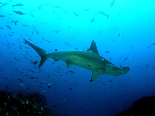 amewi hammerhead