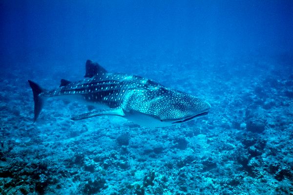 The Largest Fish - Whale Shark