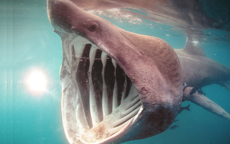Facts about basking shark.