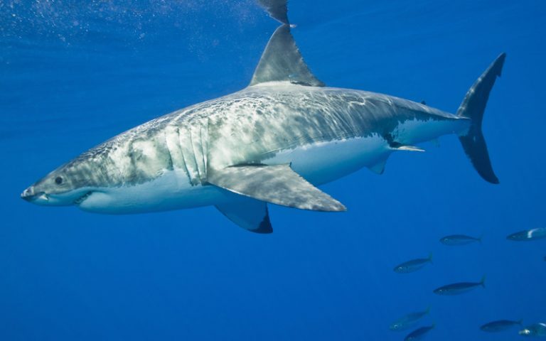 Anatomy sharks Shark Facts And Information