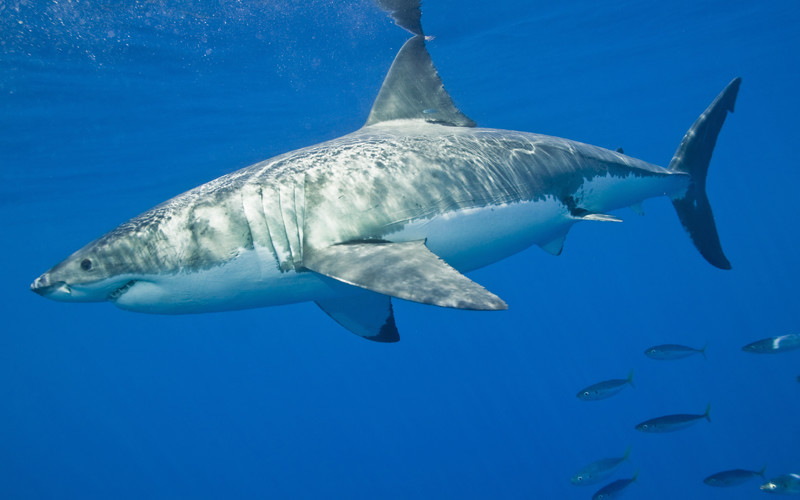 Shark Anatomy