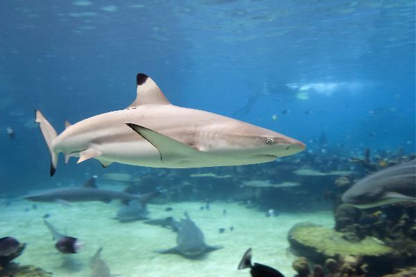 Blacktip Shark - Carcharhinus limbatus