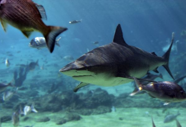 Bull Shark In Aquarium