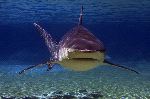 Bull Shark Or Zambezi Shark