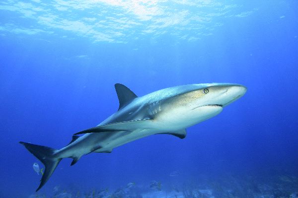 Caribbean Reef Shark In The Bahamas