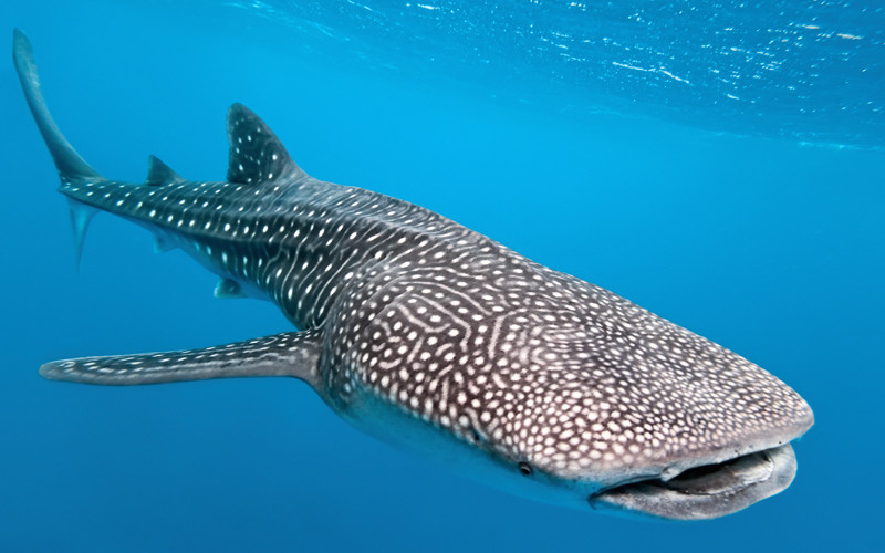21 Interesting Facts About Sharks