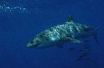 Great White Shark In Dark Blue Waters