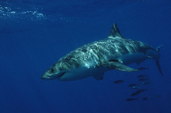 Great White Shark In Dark Blue Waters