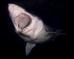 Great White Shark In Guadalupe Mexico