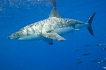 Great White Shark In The Pacific Ocean