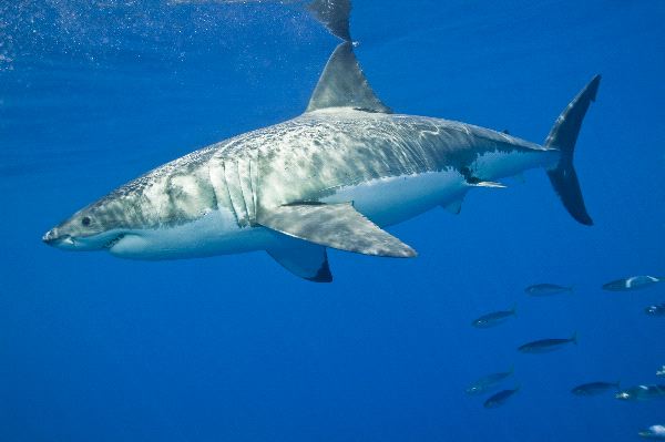 Great White Shark In The Pacific Ocean