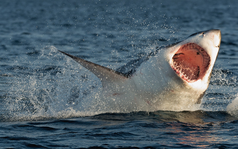 Facts about great white shark.