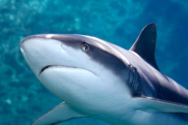 Grey Reef Shark - Carcharhinus amblyrhynchos