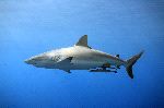 Grey Reef Shark Swimming In Shallow Water