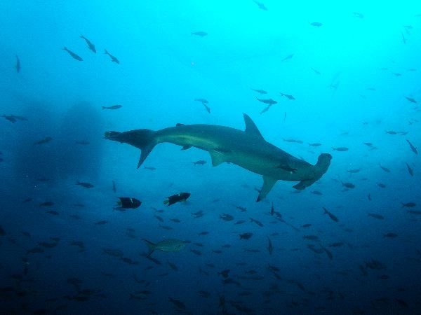 hammerhead shark feeding