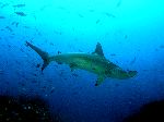 Hammerhead Shark And Beautiful Shades Of Blue