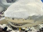 Lemon Shark In Subtropical Waters