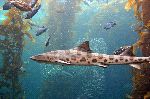 Leopard Shark In His Natural Habitat