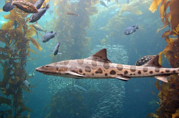 Leopard Shark In His Natural Habitat