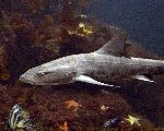 Leopard Shark With Spots Over Its Back