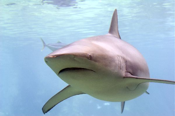 Shark In Australian Aquarium