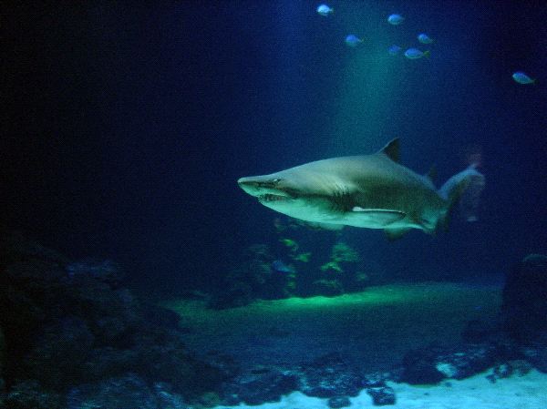 The Dangerous Tiger Shark