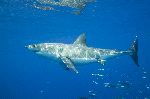 The Feared Great White Shark - Carcharodon Carcharias