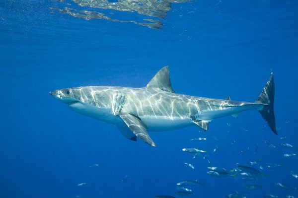 The Feared Great White Shark - Carcharodon Carcharias