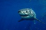 The Great White Shark Near Guadalupe Island