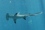 The Unique Hammerhead Shark