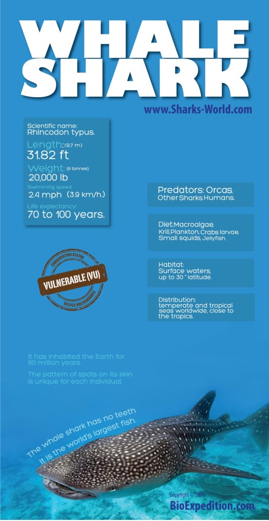 Rhincodon typus infographic