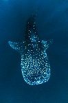Whale Shark And His White Spots