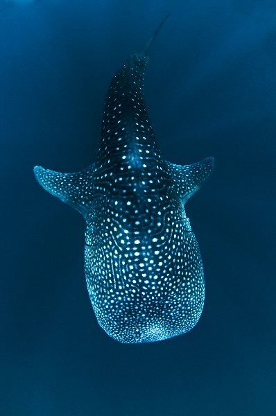 Whale Shark And His White Spots
