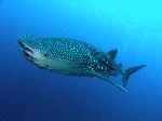 Whale Shark And Remora