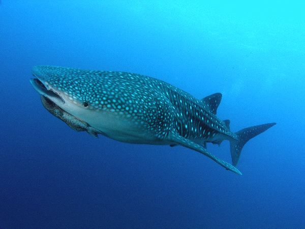 Whale Shark And Remora