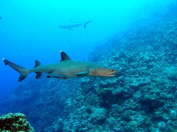 White Tip Reef Shark In Coral Reefs