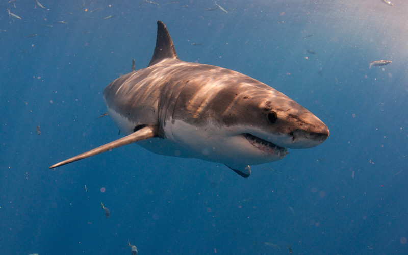 Great White Shark