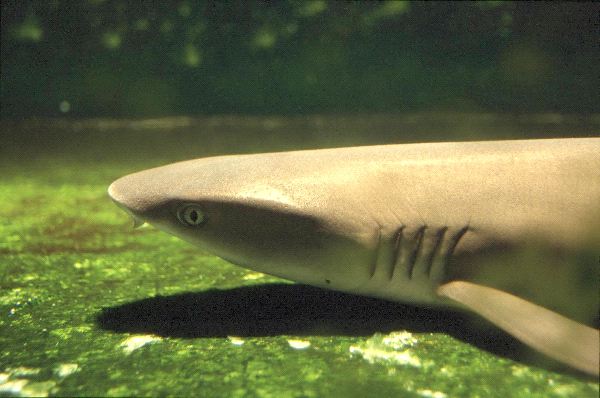 Whitetip Reef Shark Close-Up