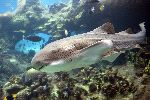 Zebra Shark In Australia