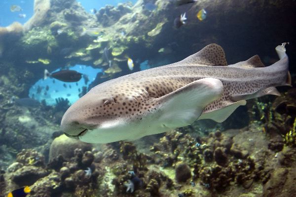 Zebra Shark In Australia