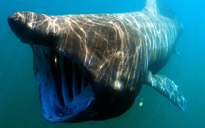 Basking Shark