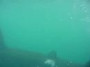 Basking Shark 2007