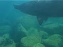 Basking Shark Encounter