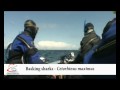 Basking Shark in the Irish Sea