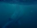 Basking Shark Interesting Video