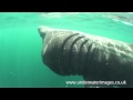 Basking Shark Off Cornwall