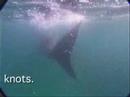 Basking Shark Video